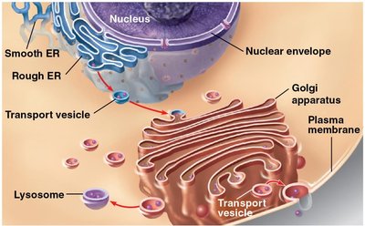 Endomembrane system and transport vesicles