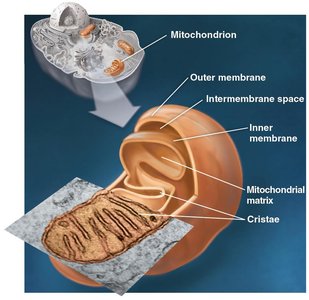 Structure of mitochondrion