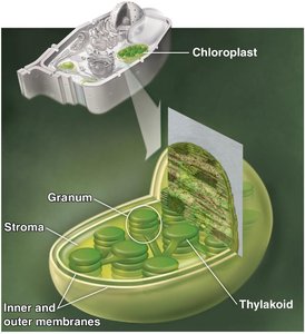 Structure of chloroplast