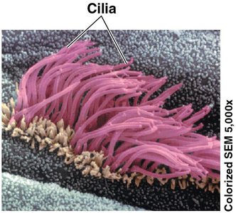Cilia structure