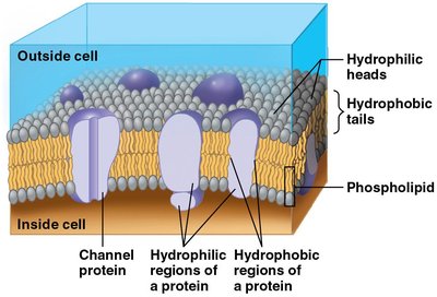 Structure of the plasma membrane