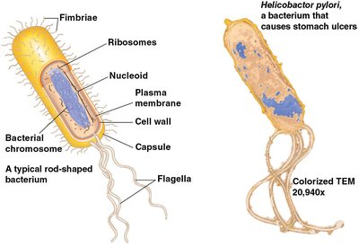 Structure of a typical prokaryotic cell