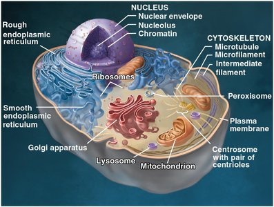 Eukaryotic animal cell structure