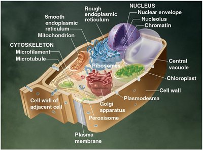 Eukaryotic plant cell structure