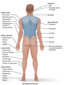 Posterior body regions