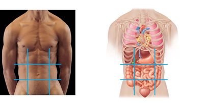 Abdominopelvic regions and superficial organs