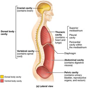 Dorsal and ventral body cavities