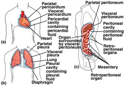 Locations of serous membranes