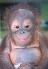 Chromosomal inversion diagram