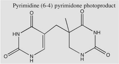 Deaminated, oxidized, and methylated DNA bases
