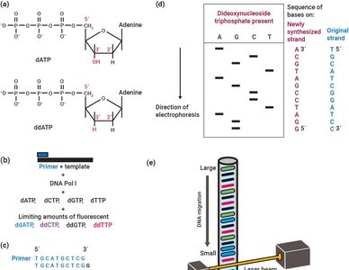 Pyrimidine photoproduct from UV damage