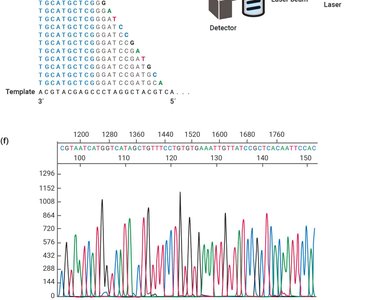 Sanger sequencing process
