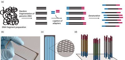 Illumina sequencing workflow