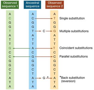 Substitution types diagram