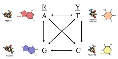 Transition and transversion diagram