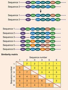 Sequence alignment and similarity matrix