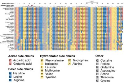 Cytochrome c amino acid sequence alignment