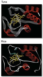 Synonymous substitution diagram