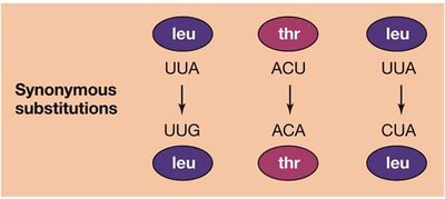 Nonsynonymous substitution diagram