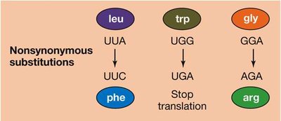 Substitution rates bar graph