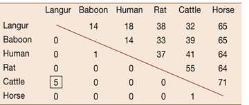 Hoatzin bird (foregut fermenter)