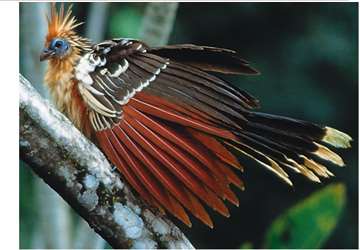 Cattle (foregut fermenter)