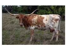 Langur monkey (foregut fermenter)