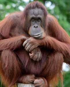 Orangutan