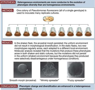 Genome size and complexity diagram