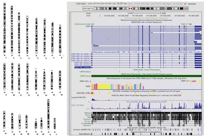 Chromosome and genome browser view