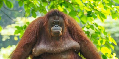 Orangutan in natural habitat