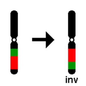 Distribution map of orangutans