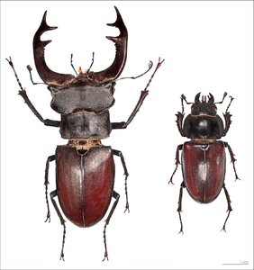 Sexual dimorphism in beetles: large male with mandibles and smaller female