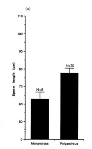 Bar graph comparing sperm length in monandrous and polyandrous species