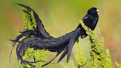 Male bird with long ornamental tail feathers