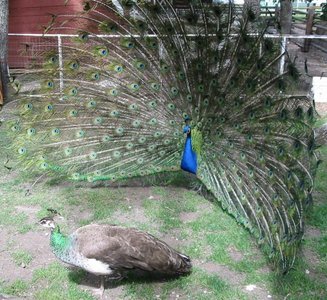 Male peacock displaying large, colorful tail to a female