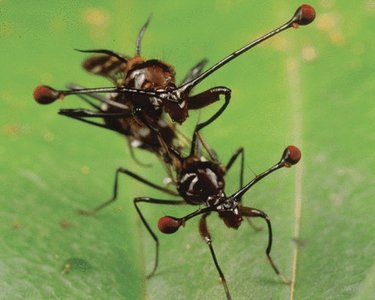 Flies with exaggerated eye stalks, an example of sexual selection