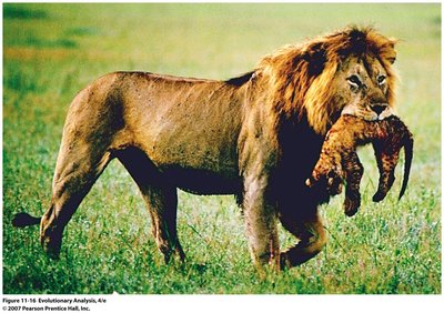 Lion carrying a cub, illustrating infanticide