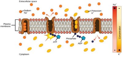 Active transport (Na+/K+ pump)