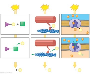 ATP cycle and cellular work