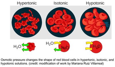 Osmosis in red blood cells