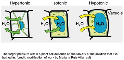 Osmosis in plant cells