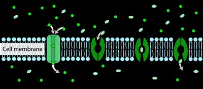 Fluid mosaic model of the cell membrane