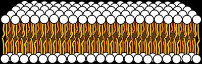 Phospholipid bilayer structure