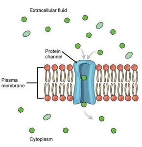 Facilitated diffusion across a membrane