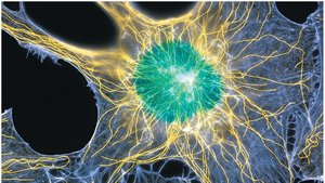 Cytoskeletal elements in a cell