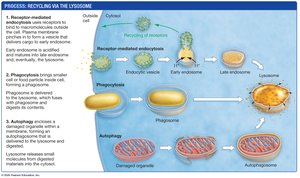 Pathways to lysosome for recycling