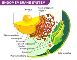 Endomembrane system diagram