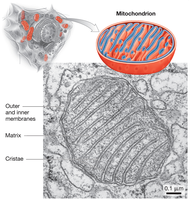 Mitochondrion structure