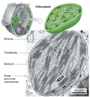 Chloroplast structure